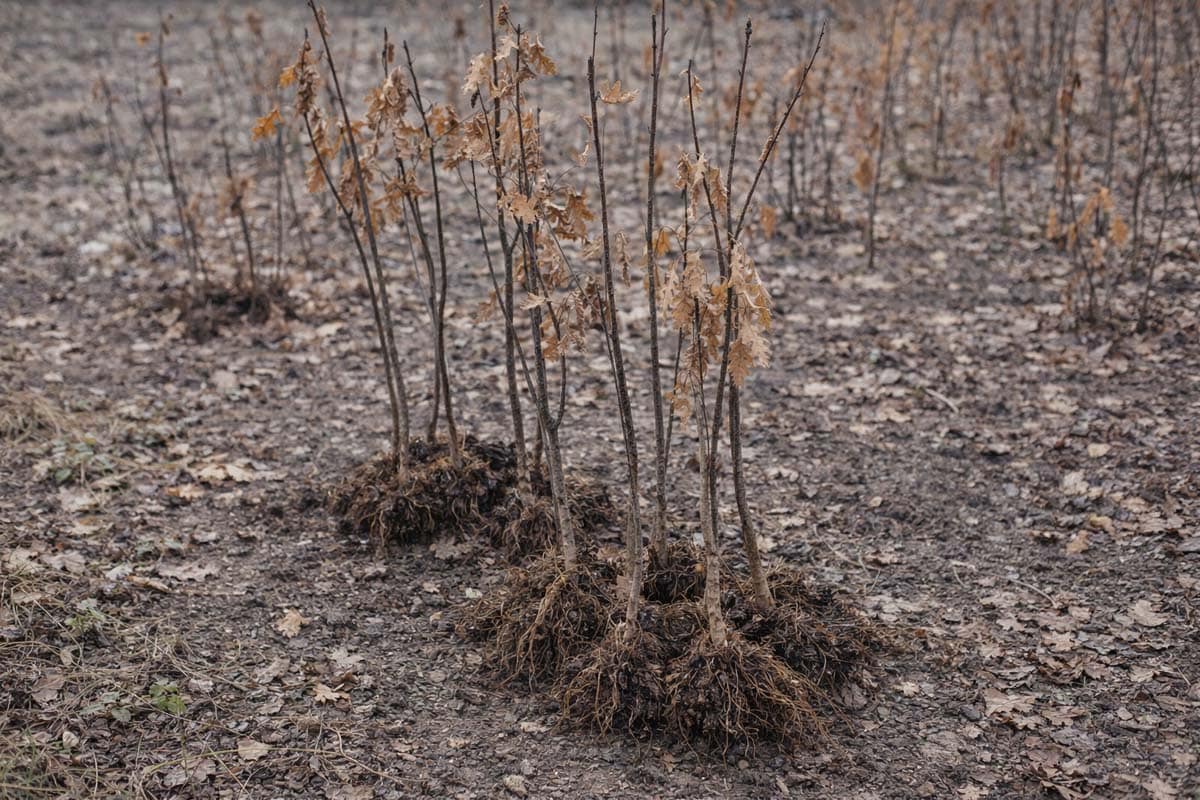 Sadzonki dębu po wykopaniu z gruntu z odkrytym systemem korzeniowym