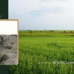 Giedlarowa - najważniejsze informacje o miejscowości, historii i życiu lokalnym