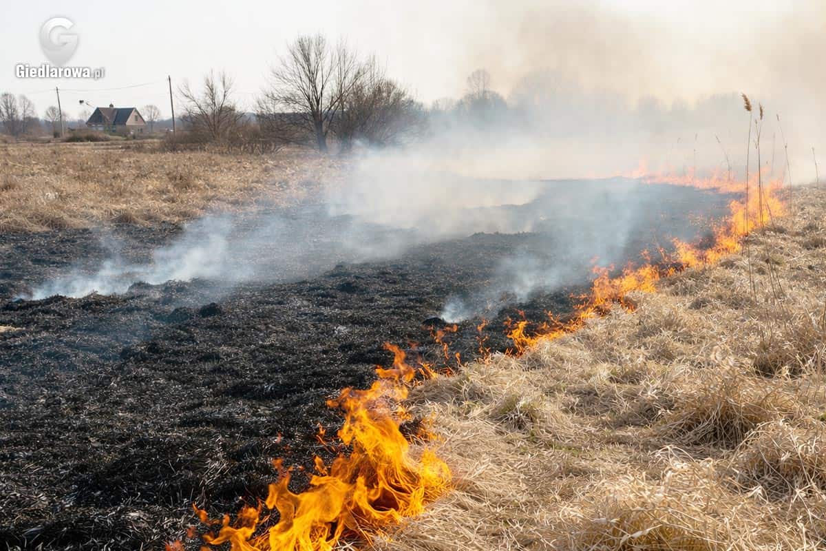Pożar trawy na działce - płonąca taka łąka, dym i spalony pas ziemi w tle domy i drzewa.